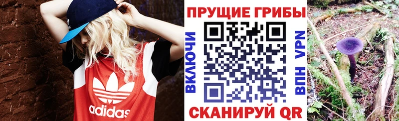как найти закладки  Зея  Псилоцибиновые грибы MAGIC MUSHROOMS 